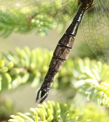 Somatochlora forcipata