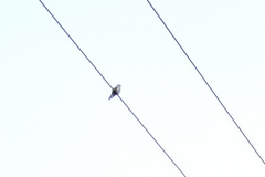 Chrysococcyx lucidus lucidus