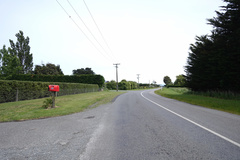 Chrysococcyx lucidus lucidus