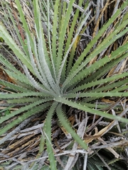 Hechtia bracteata