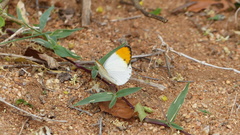 Colotis aurora