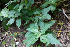 Tree Nettle (Urtica ferox)