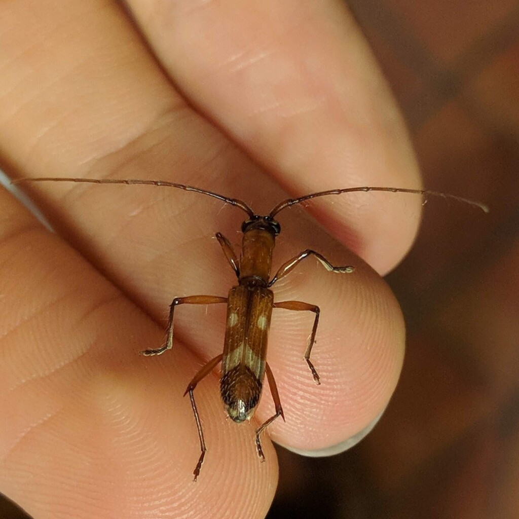 Hexoplon uncinatum