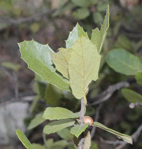 Quercus eduardi