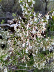 Styphelia setigera
