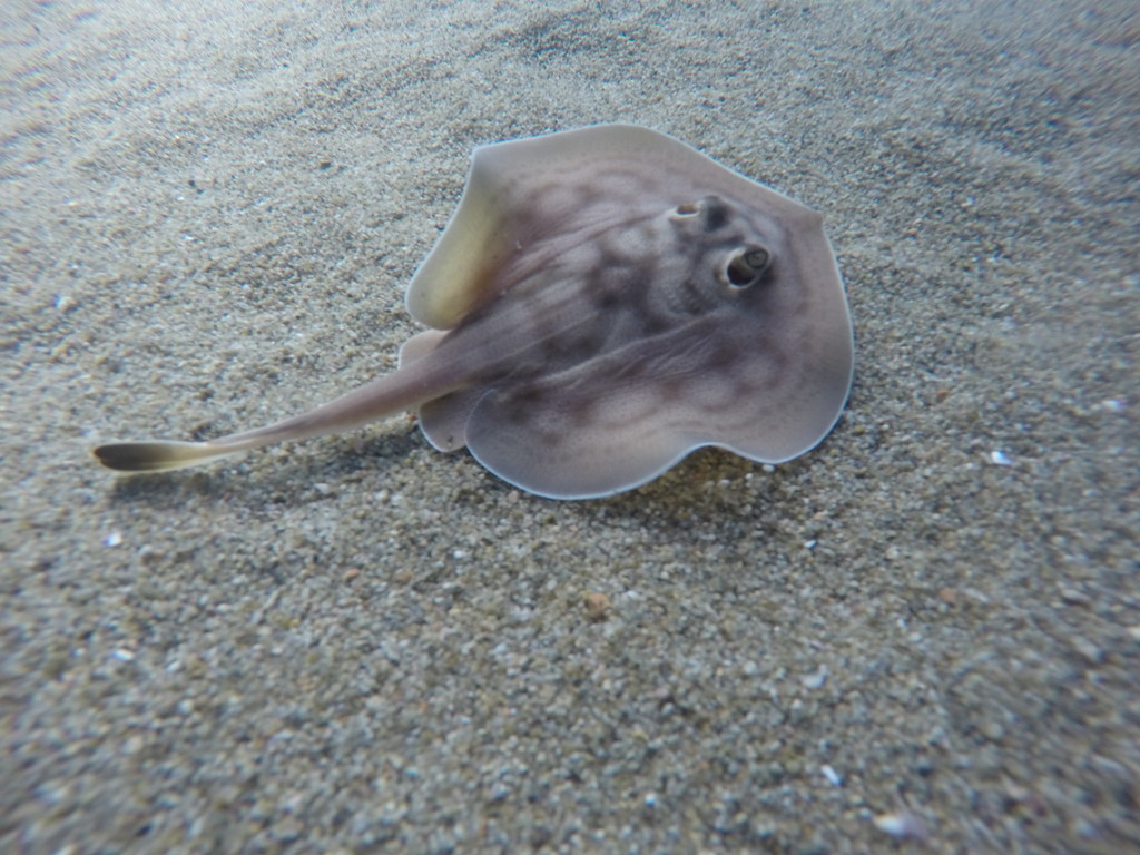 Roosdoornrog (Urobatis concentricus) — Urotrygonidae