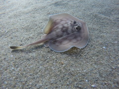 Urobatis concentricus