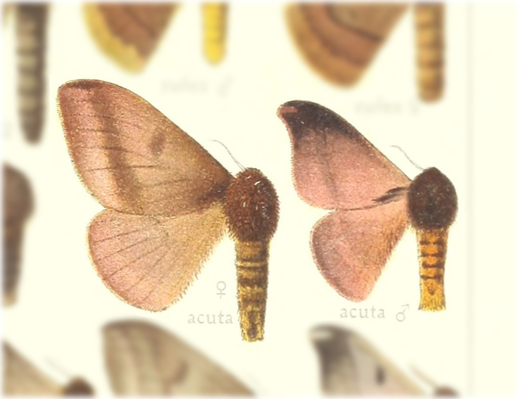 Hylesia acuta