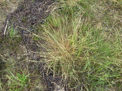 Puccinellia maritima