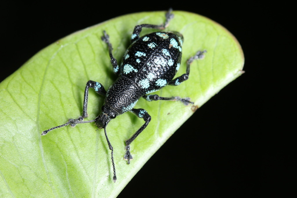 Eupyrgops