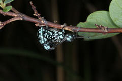 Eupyrgops waltonianus