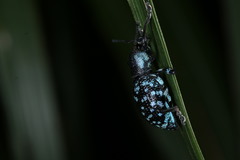 Eupyrgops waltonianus