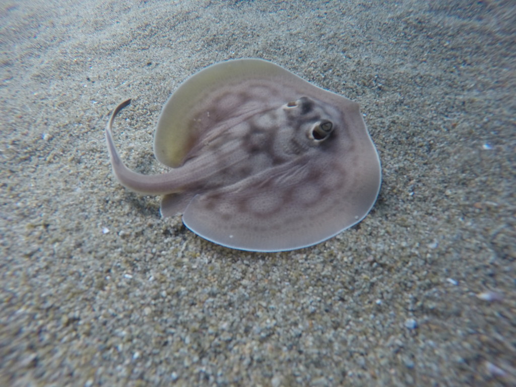 Urobatis