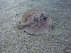 Urobatis concentricus