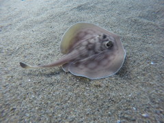 Urobatis concentricus