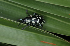 Eupyrgops waltonianus