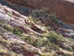 Euphorbia avasmontana, photograph author not stated, no rights reserved
