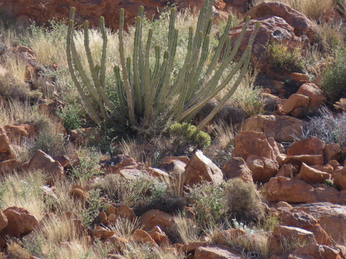 Euphorbia avasmontana, photograph 3