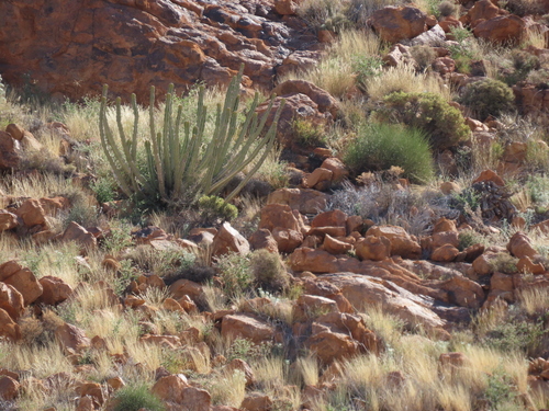 Euphorbia avasmontana, photograph 4