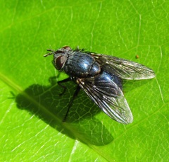 Pales marginata