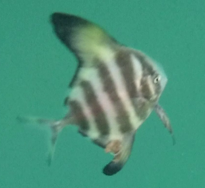 Black batfish (Parastromateus niger) — Carangidae — 4