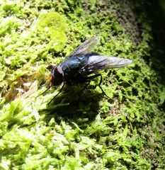 Calliphoroides antennatis