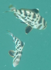Seriolina nigrofasciata