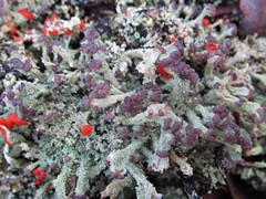 Cladonia parasitica