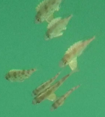 Priacanthidae