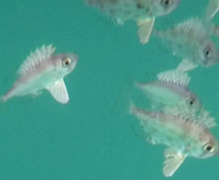 Priacanthidae