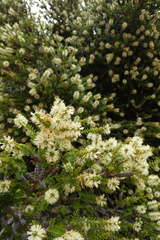 Taxandria juniperina