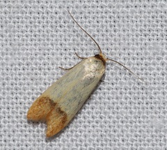 Tachystola stenoptera