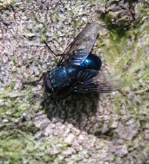 Calliphoroides antennatis