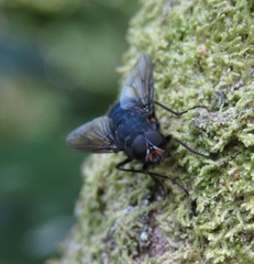 Calliphoroides antennatis