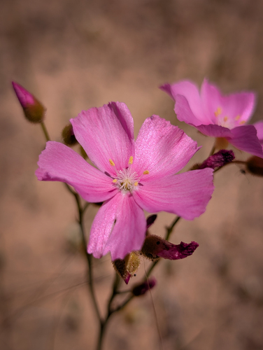 Jewel Rainbow (Drosera neesii)