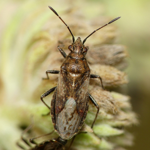 How to identify Neortholomus scolopax (Say, 1831)