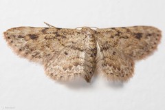 Idaea fruticeti