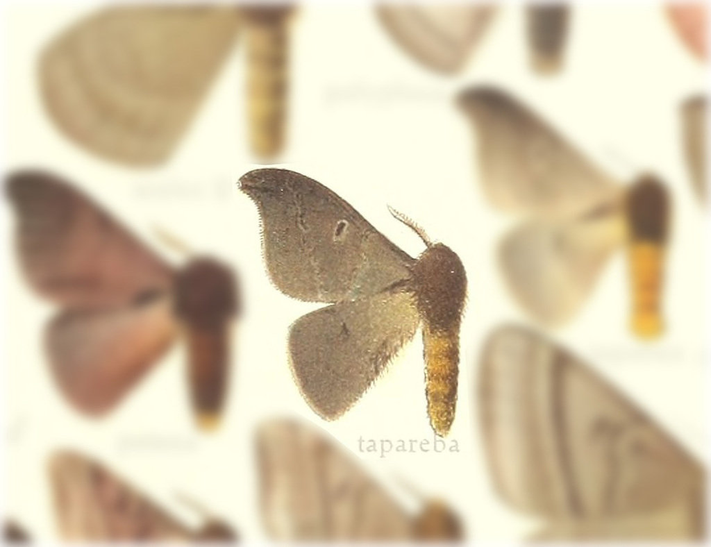 Hylesia tapareba