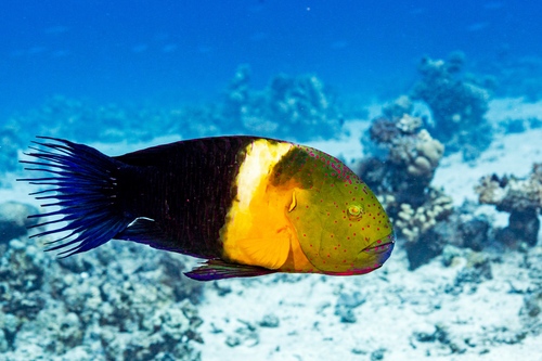 Broomtail Wrasse