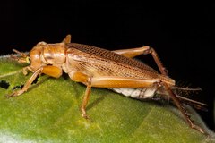 Calscirtus