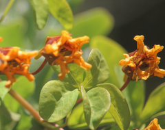 Tropaeolum ciliatum