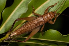 Calscirtus