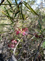 Grevillea diffusa
