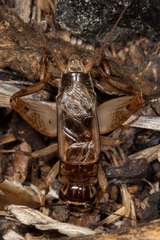 Teleogryllus oceanicus