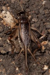 Teleogryllus oceanicus