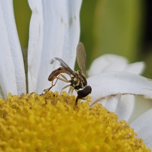 Unknown species found near Northbridge, MA 01534, USA