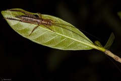 Calscirtus
