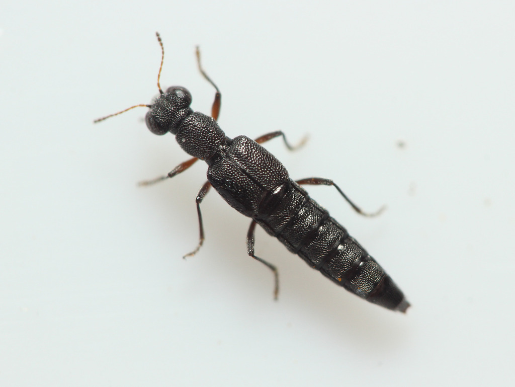 Stenus picipes