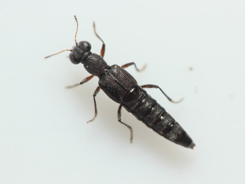 Stenus picipes