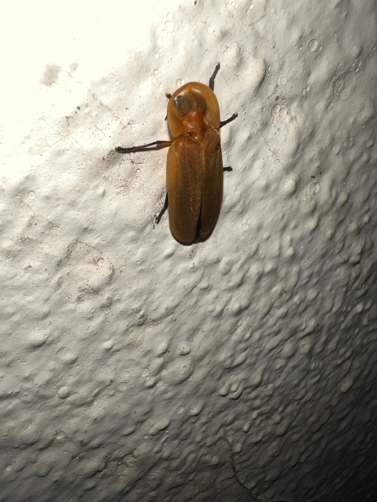 Diaphanes limbatus